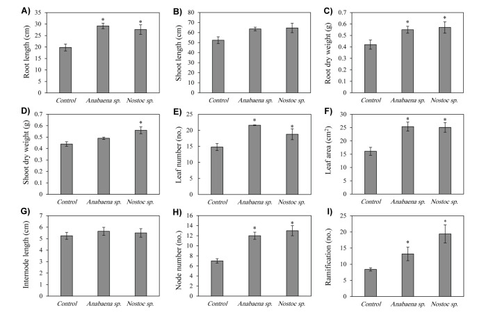 Enhancement of Essential Oil Production and Expression of Some Menthol Biosynthesis-Related Genes in <i>Mentha piperita</i> Using Cyanobacteria.