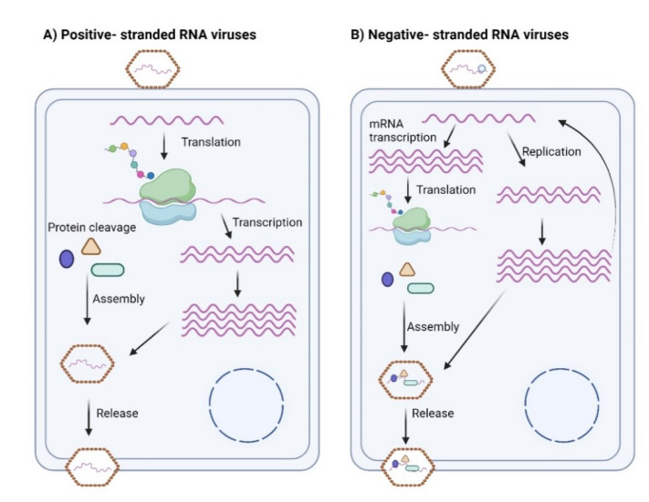 How different viruses perturb host cellular machinery via short linear motifs.