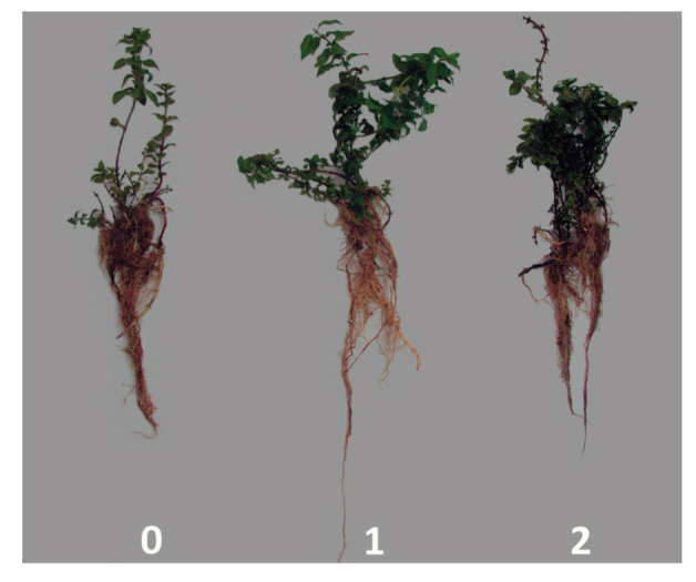 Enhancement of Essential Oil Production and Expression of Some Menthol Biosynthesis-Related Genes in <i>Mentha piperita</i> Using Cyanobacteria.