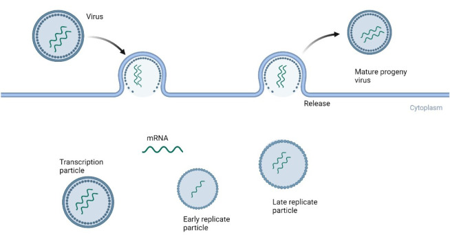 How different viruses perturb host cellular machinery via short linear motifs.