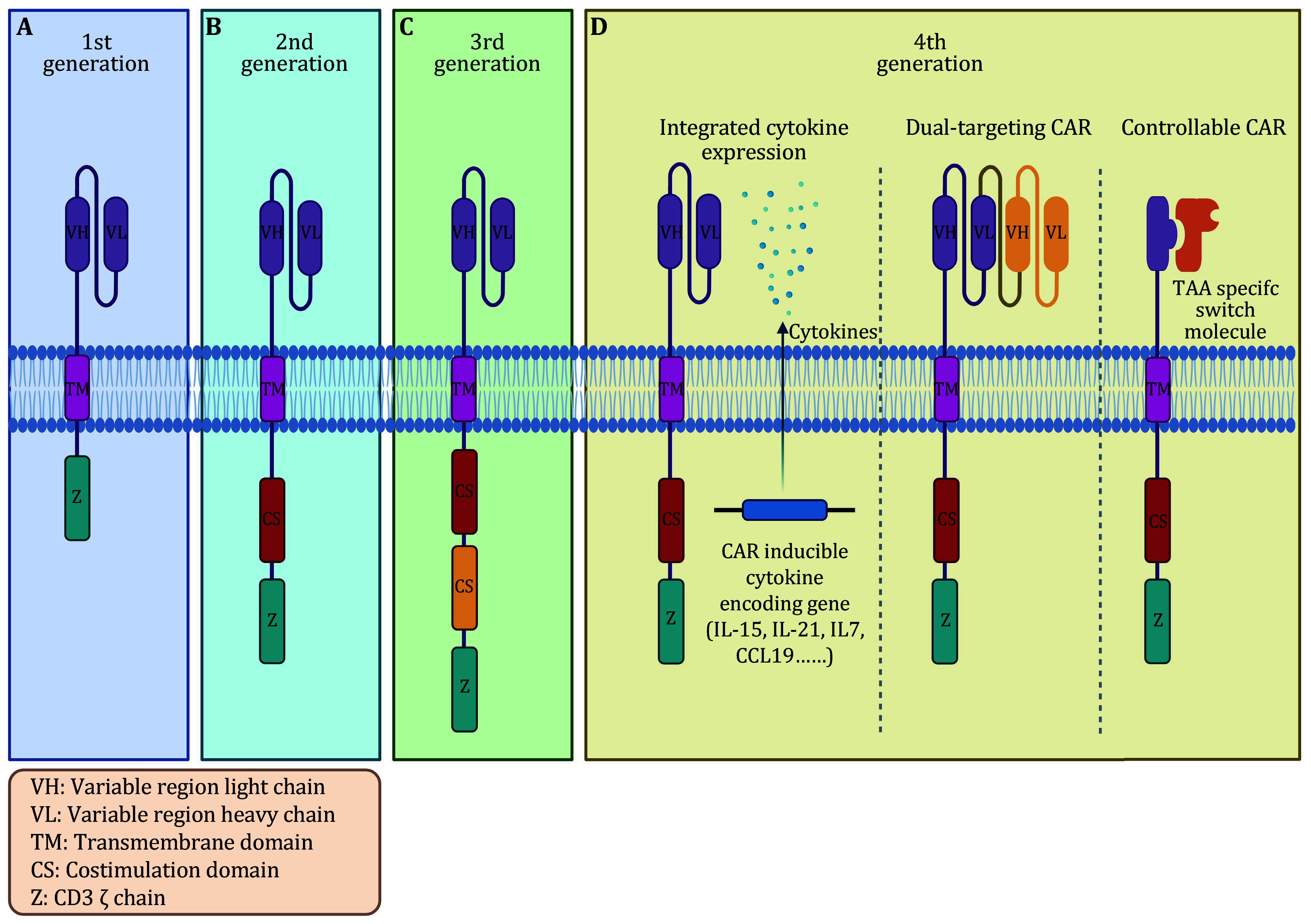 CAR designs for solid tumors: overcoming hurdles and paving the way for effective immunotherapy.
