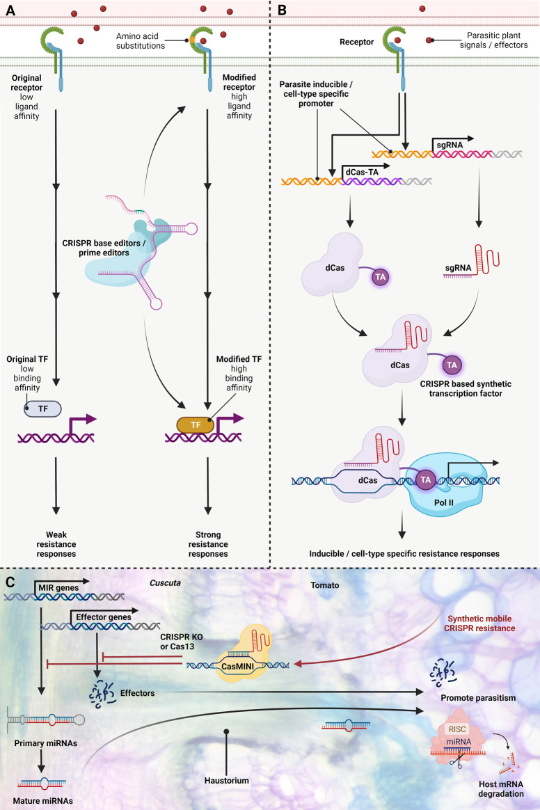 CRISPR gene editing to improve crop resistance to parasitic plants.