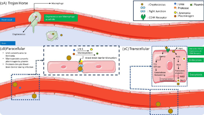 BIOMOLECULAR ACTIVITY OF CRYPTOCOCCUS DURING CRYPTOCOCCOSIS: A REVIEW OF MOLECULAR INTERACTIONS OF CRYPTOCOCCUS WITH HUMAN IMMUNE SYSTEM AND BLOOD-BRAIN-BARRIER.