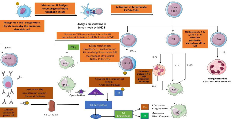 BIOMOLECULAR ACTIVITY OF CRYPTOCOCCUS DURING CRYPTOCOCCOSIS: A REVIEW OF MOLECULAR INTERACTIONS OF CRYPTOCOCCUS WITH HUMAN IMMUNE SYSTEM AND BLOOD-BRAIN-BARRIER.