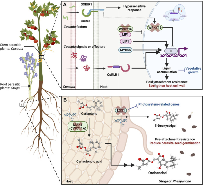 CRISPR gene editing to improve crop resistance to parasitic plants.