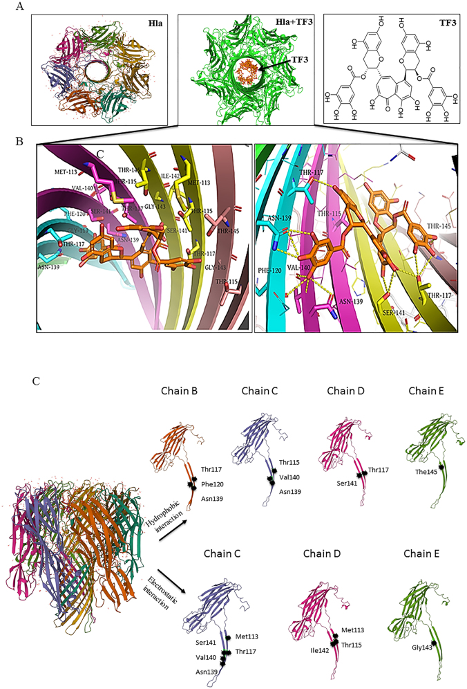 Inhibitory effect of theaflavin-3,3'-digallate can involve its binding to the "stem" domain of α-hemolysin of Staphylococcus aureus.