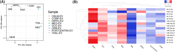 Toward a human brain extracellular vesicle atlas: Characteristics of extracellular vesicles from different brain regions, including small RNA and protein profiles.