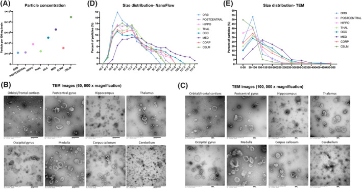 Toward a human brain extracellular vesicle atlas: Characteristics of extracellular vesicles from different brain regions, including small RNA and protein profiles.