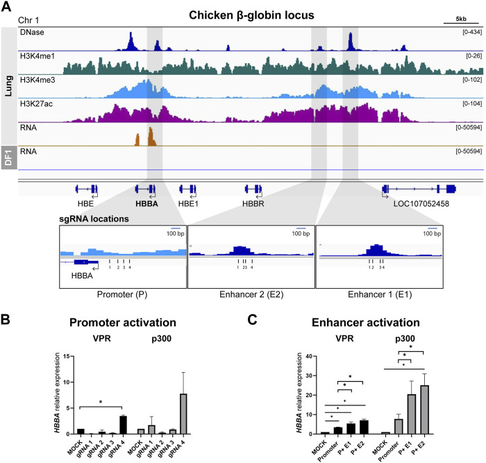 Characterization of transcriptional enhancers in the chicken genome using CRISPR-mediated activation.