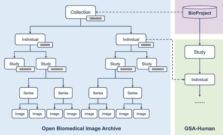 OBIA: An Open Biomedical Imaging Archive