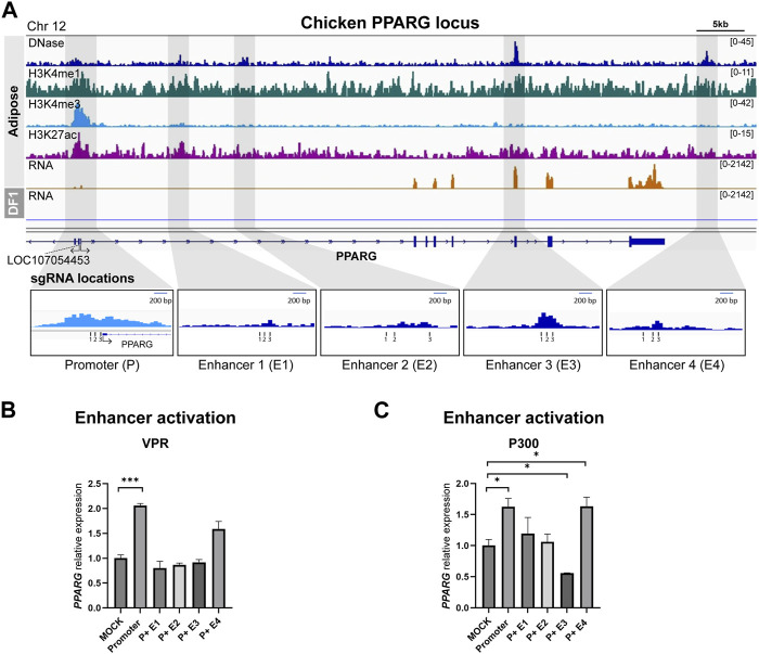 Characterization of transcriptional enhancers in the chicken genome using CRISPR-mediated activation.