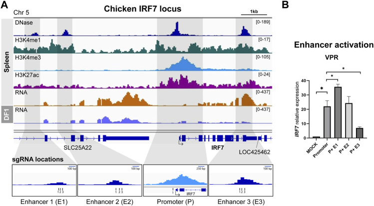 Characterization of transcriptional enhancers in the chicken genome using CRISPR-mediated activation.