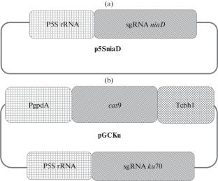 Influence of ku70 Gene Knockout on the Transformation Frequency of Penicillium verruculosum Mycelial Fungi