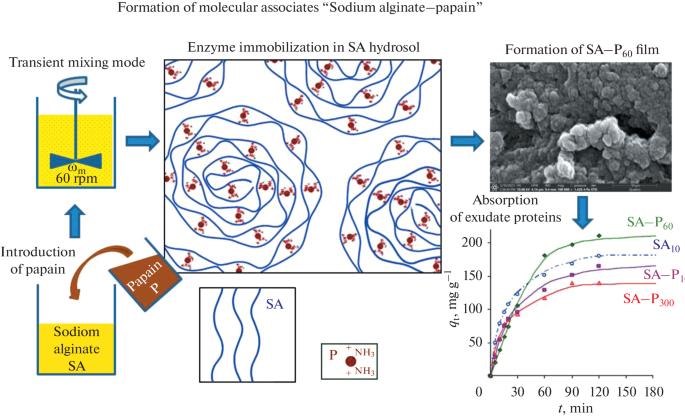 Effect of the Hydrodynamic Conditions for Sodium Alginate–Papain Colloidal System Synthesis on the Sorption Properties of the Biocomposite