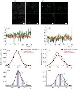 On the Interaction of Resveratrol with Nucleosomes