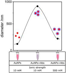 Unusual gold nanoparticle-antibody interactions