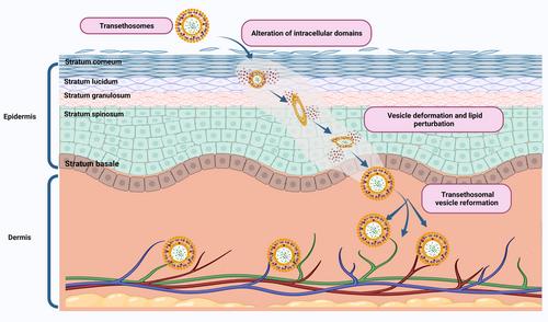 Exploring the potential of transethosomes in therapeutic delivery: A comprehensive review