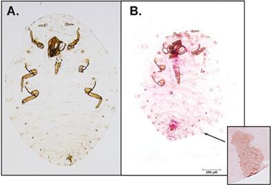 First record of Adelges (Cholodkovskya) viridanus (Hemiptera: Adelgidae) in North America, with a description of the fundatrix form in Japan