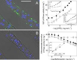 A kinetic characterization of the gill V(H+)-ATPase from two hololimnetic populations of the Amazon River shrimp Macrobrachium amazonicum