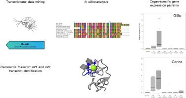 Identification and organ-specific patterns of expression of two metallothioneins in the sentinel species Gammarus fossarum