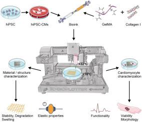 The 3D bioprinted human induced pluripotent stem cell-derived cardiac model: Toward functional and patient-derived in vitro models for disease modeling and drug screening