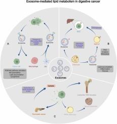 Exosomes: Another intercellular lipometabolic communication mediators in digestive system neoplasms?