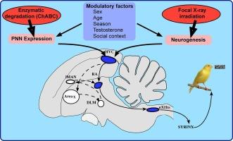 Steroid-dependent plasticity in the song control system: Perineuronal nets and HVC neurogenesis