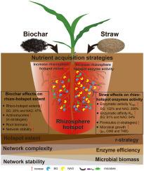 Contrasting mechanisms of nutrient mobilization in rhizosphere hotspots driven by straw and biochar amendment