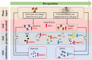 Revegetation promotes soil mineral-associated organic carbon sequestration and soil carbon stability in the Tengger Desert, northern China