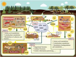 Metagenomics reveals the underestimated role of bacteria in the decomposition of downed logs in forest ecosystems