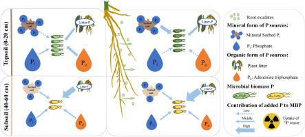 What controls the availability of organic and inorganic P sources in top- and subsoils? A 33P isotopic labeling study with root exudate addition