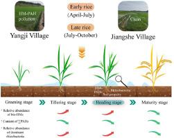 Co-transformation of HMs-PAHs in rhizosphere soils and adaptive responses of rhizobacteria during whole growth period of rice (Oryza sativa L.)