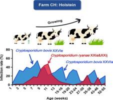 Longitudinal follow-up reveals occurrence of successive Cryptosporidium bovis and Cryptosporidium ryanae infections by different subtype families in dairy cattle