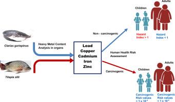 Distribution and toxicological risk assessment of metals in commercial fish species from a lentic ecosystem in Nigeria