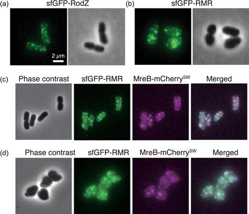 Relationship between the Rod complex and peptidoglycan structure in Escherichia coli