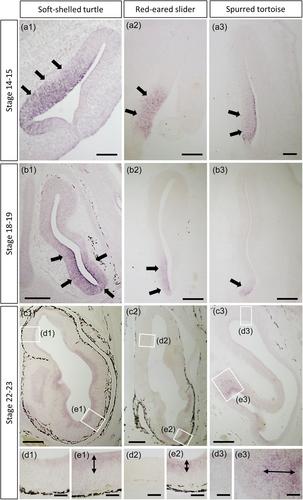 Expression patterns of the transcription factors Fezf1, Fezf2, and Bcl11b in the olfactory organs of turtle embryos