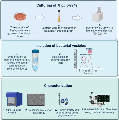 Isolation, characterization, and fibroblast uptake of bacterial extracellular vesicles from Porphyromonas gingivalis strains