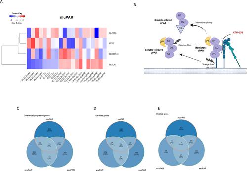 Elevated PLAUR is observed in the airway epithelium of asthma patients and blocking improves barrier integrity