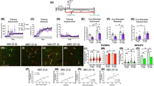 Enhanced expression of parvalbumin and perineuronal nets in the medial prefrontal cortex after extended-access cocaine self-administration in rats