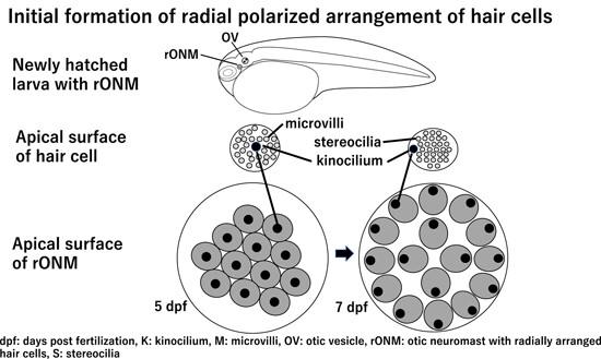 Radial polarity in the first cranial neuromast of selected teleost fishes