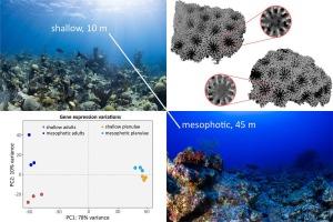 Morphological and genetic mechanisms underlying the plasticity of the coral Porites astreoides across depths in Bermuda