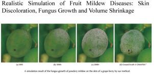 Realistic simulation of fruit mildew diseases: Skin discoloration, fungus growth and volume shrinkage