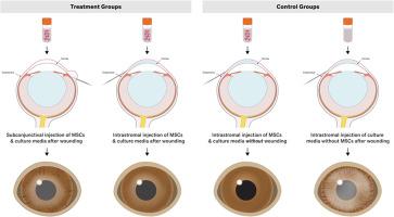 Intrastromal versus subconjunctival injection of mesenchymal stem/stromal cells for promoting corneal repair