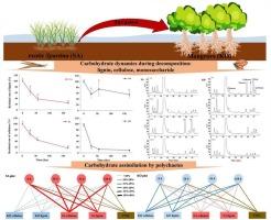 Does Spartina invasion affect the carbohydrate assimilation of polychaetes in mangroves? A case study in the Zhangjiang Estuary Mangrove National Nature Reserve