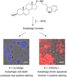 Differential induction of C6 glioma apoptosis and autophagy by 3β-hydroxysteroid-indolamine conjugates