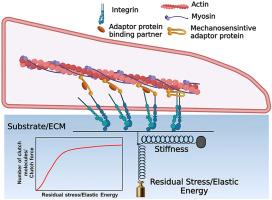 Insight to motor clutch model for sensing of ECM residual strain