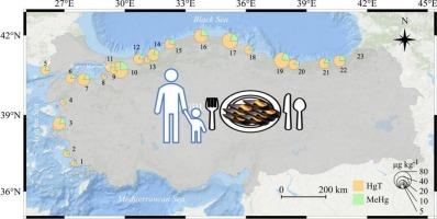 Methylmercury and mercury in Mediterranean mussels (Mytilus galloprovincialis) from Turkish coast: Dietary exposure prediction