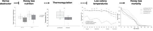 Varroa destructor exacerbates the negative effect of cold contributing to honey bee mortality