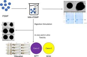 Impact of a real food matrix and in vitro digestion on properties and acute toxicity of polystyrene microparticles