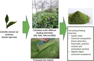 Effect shading intensity on color, chemical composition, and sensory evaluation of green tea (Camelia sinensis var Assamica)